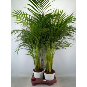 Dypsis lutescens   ...Chrysalidoca