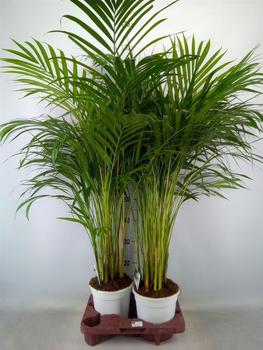 <h4>Dypsis lutescens   ...Chrysalidoca</h4>