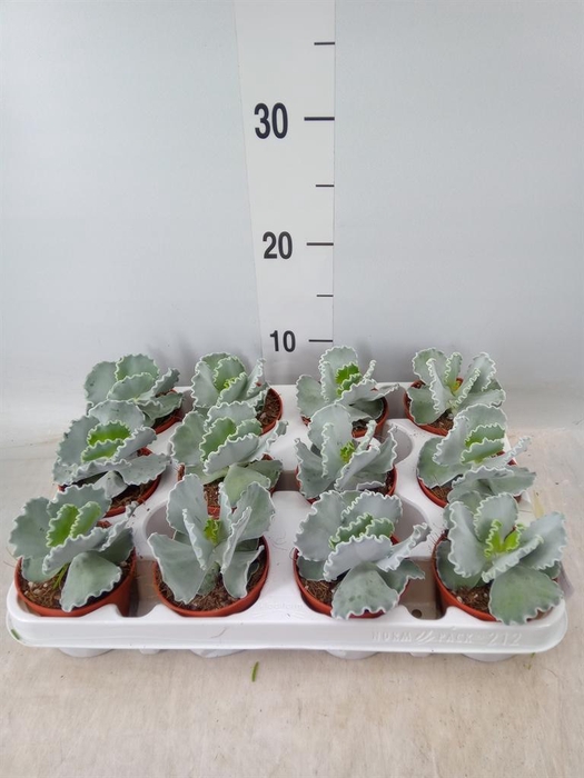<h4>Cotyledon  'Coral'</h4>