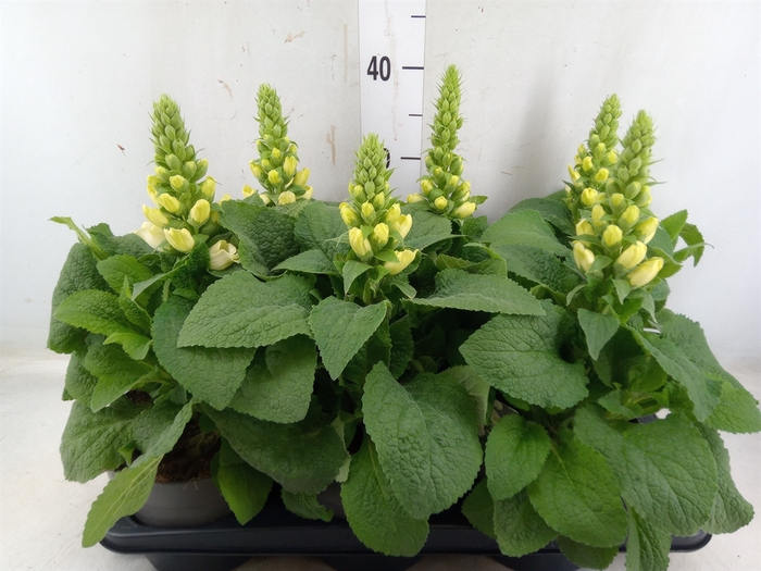 <h4>Digitalis purp. 'Lucas'</h4>