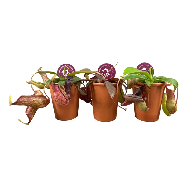 <h4>Nepenthes mix in 7 cm terracotta pot (waterdicht)</h4>