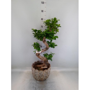 Ficus microcarpa 'Ginseng'