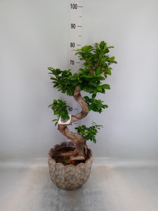 <h4>Ficus microcarpa 'Ginseng'</h4>