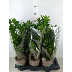 Zamioculcas zamiifolia