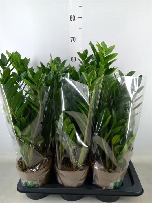 <h4>Zamioculcas zamiifolia</h4>