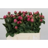 Paeonia Pink Panther