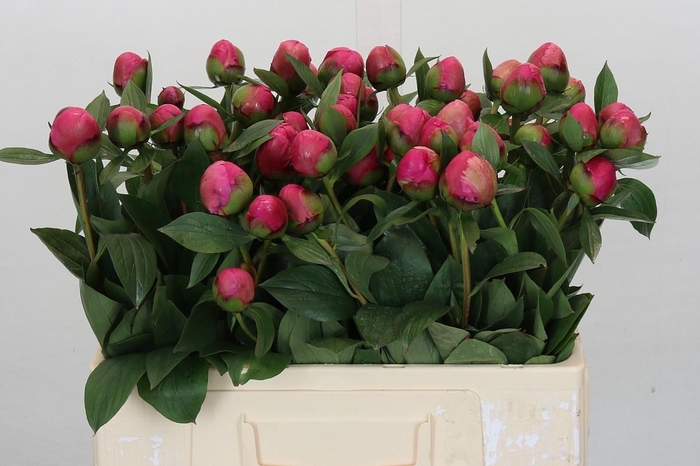 <h4>Paeonia Pink Panther</h4>