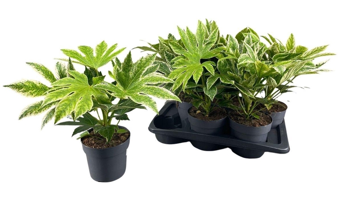 <h4>FATSIA VARIEGATA</h4>