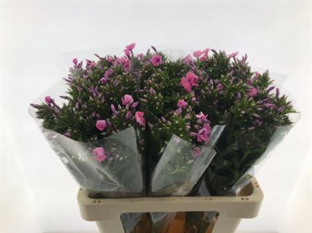 <h4>Phlox P Windsor</h4>