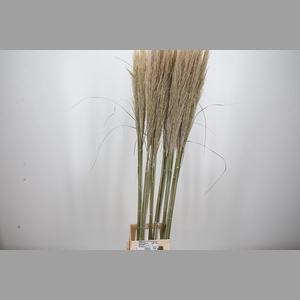 Cortaderia
