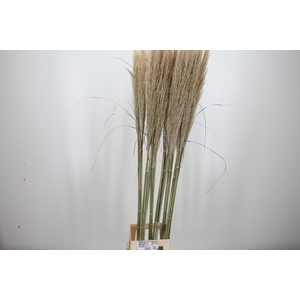 Cortaderia