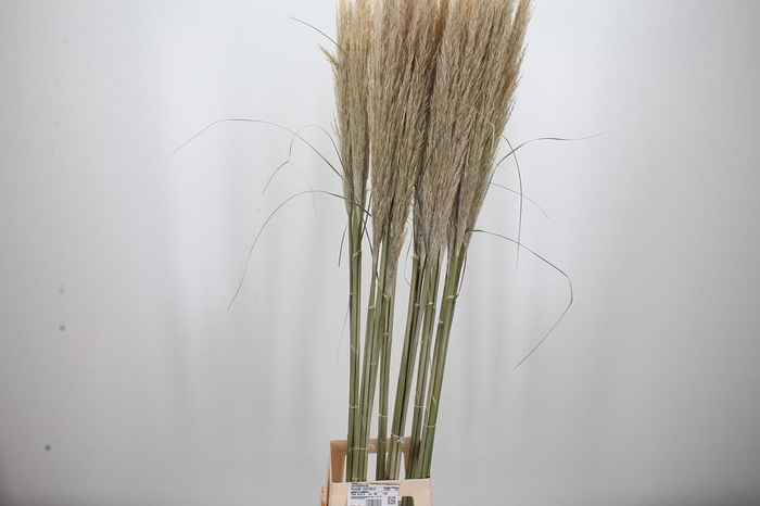 <h4>Cortaderia</h4>