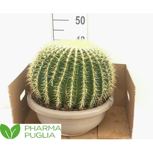 ECHINOC GRUSONII