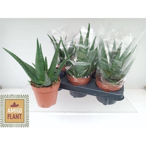 ALOE EQUATOR