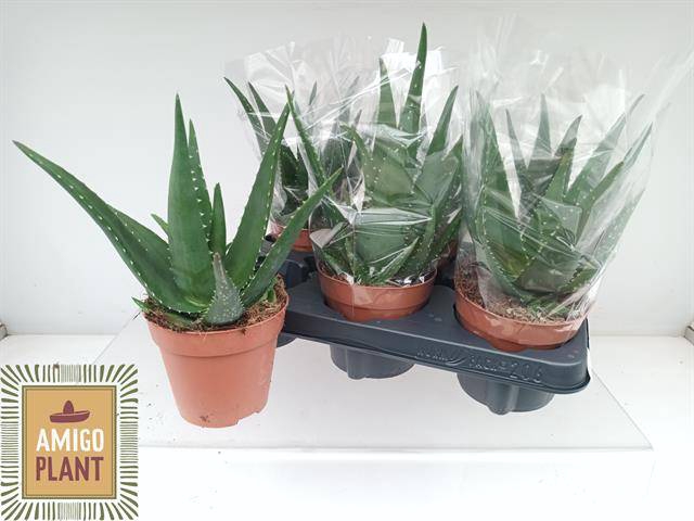 <h4>ALOE EQUATOR</h4>