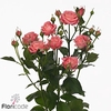 Rosa spray sweet bubbles