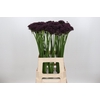 Allium Atropurpureum