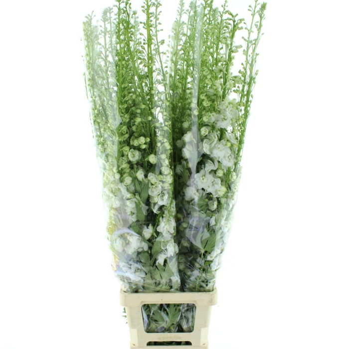Delphinium Aurora White Super