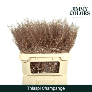 Thlaspi Gekleurd Mtlc. Champagne