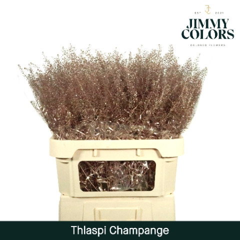 Thlaspi gekleurd Mtlc. Champagne