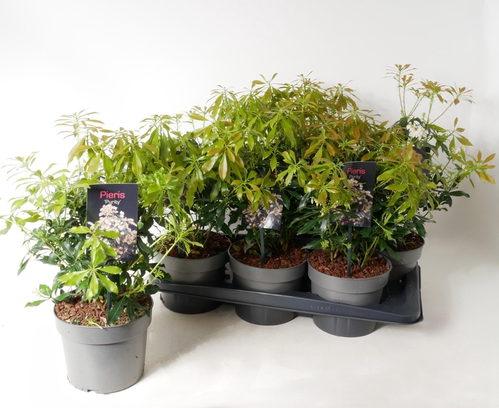 <h4>PIERIS JA PURITY</h4>