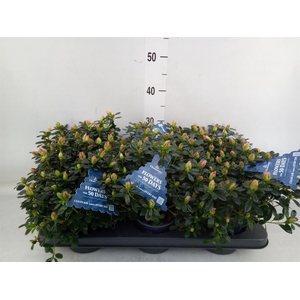 Rhododendron sim. 'Hor Chris Matto'