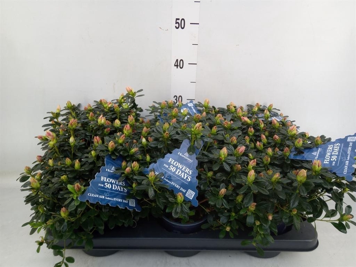 <h4>Rhododendron sim. 'Hor Chris Matto'</h4>