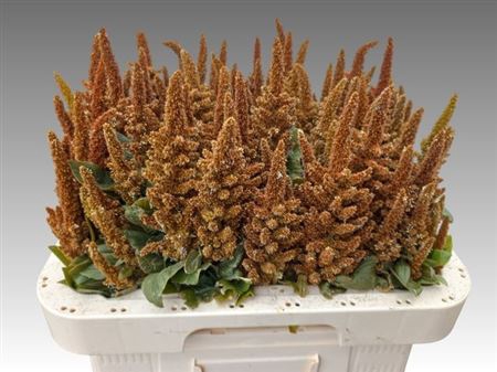 <h4>Amar Cr Hot Biscuits</h4>