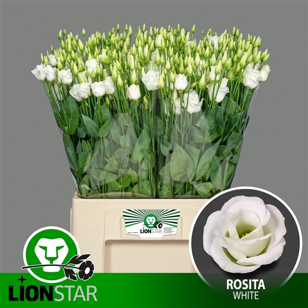 <h4>Rosita White 65cm</h4>