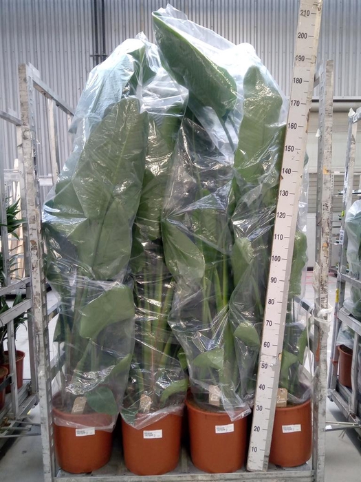 <h4>Strelitzia nicolai</h4>