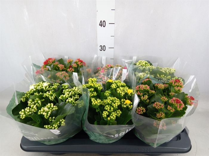 <h4>Kalanchoe blos. 'Rosalina'  ..mix 4</h4>