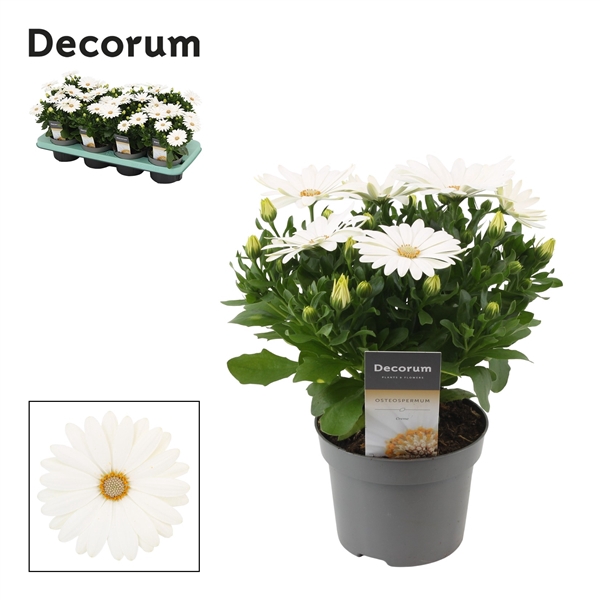 <h4>Osteospermum Margarita Cream Decorum</h4>