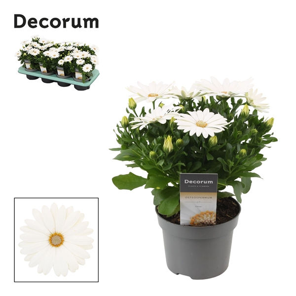 <h4>Osteospermum Margarita Cream</h4>