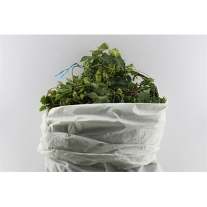 Hop Per Zak (humulus Lupulus)