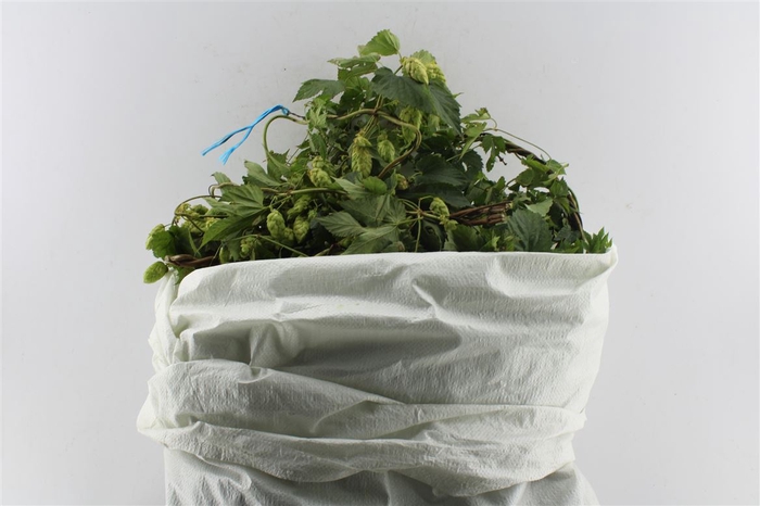 <h4>Hop Per Zak (humulus Lupulus)</h4>