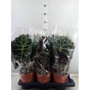 Alocasia amazonica 'Polly'