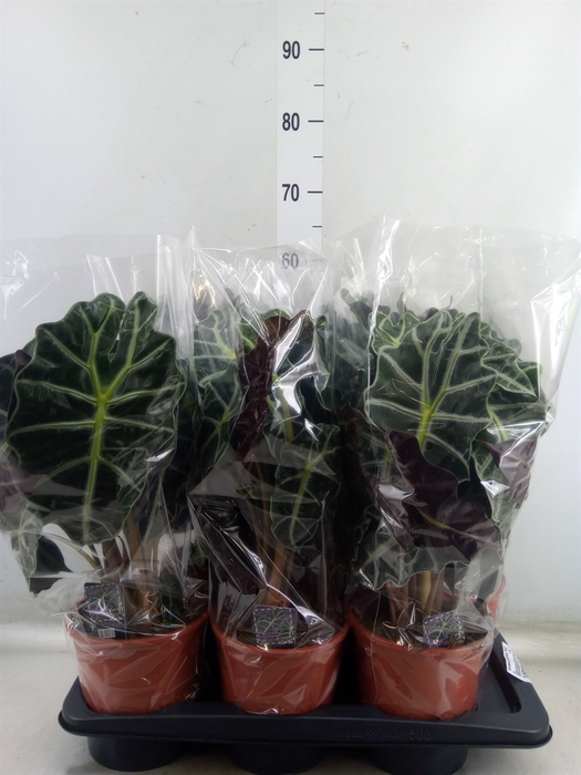 <h4>Alocasia amazonica 'Polly'</h4>