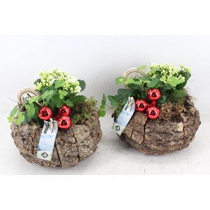 arr2 JS - Schors bol nature