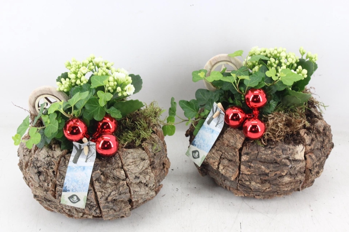 <h4>arr2 JS - Schors bol nature</h4>