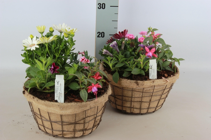 <h4>ARR TUINPLANTEN</h4>