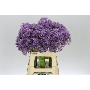 Allium Jackpot