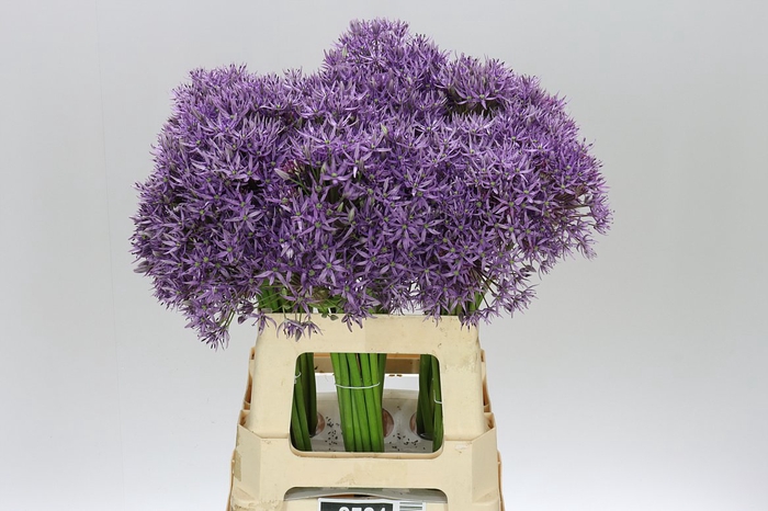 <h4>Allium Jackpot</h4>