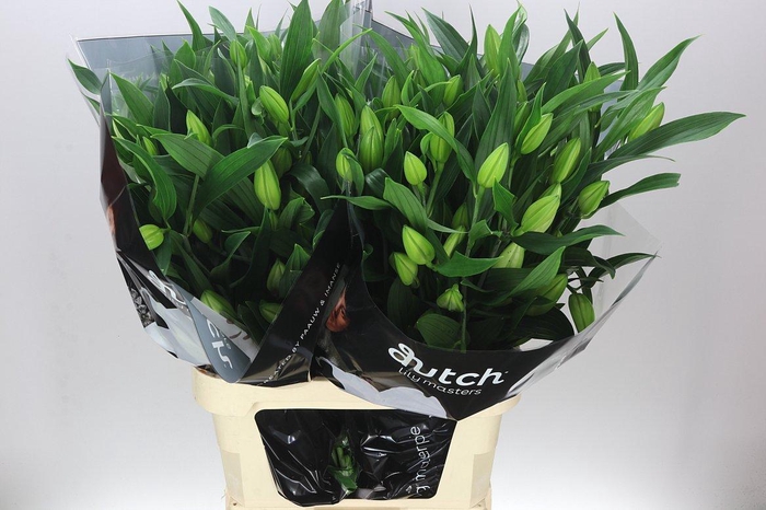 <h4>Lil Or Santander</h4>