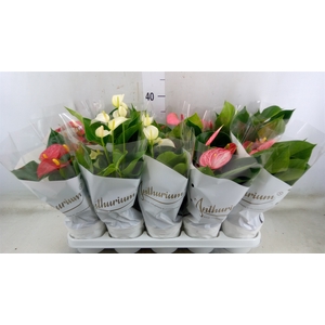 Anthurium   ...mix 4