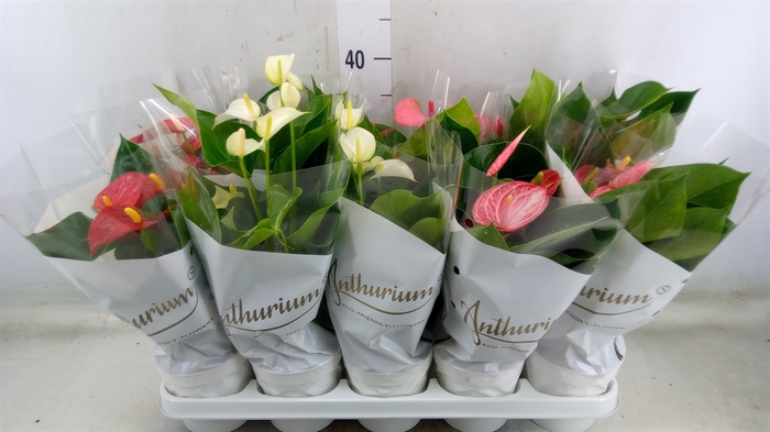<h4>Anthurium   ...mix 4</h4>