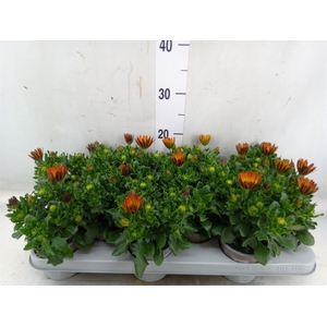 Osteospermum  'Margarita Orang Fla'
