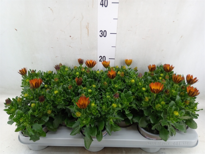 <h4>Osteospermum  'Margarita Orang Fla'</h4>