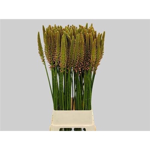 Eremurus Cleopatra