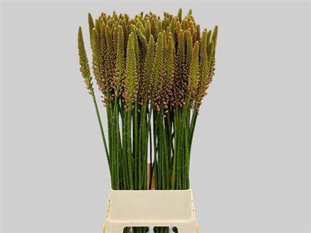 <h4>Eremurus Cleopatra</h4>