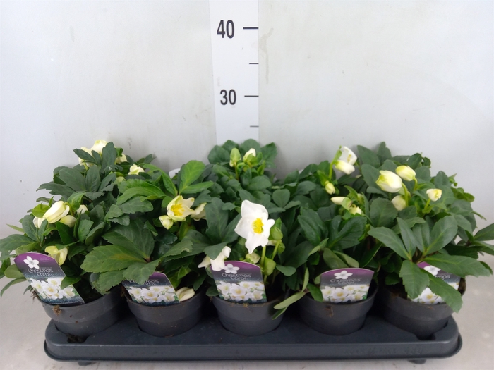 <h4>Helleborus niger 'Christmas Carol'</h4>